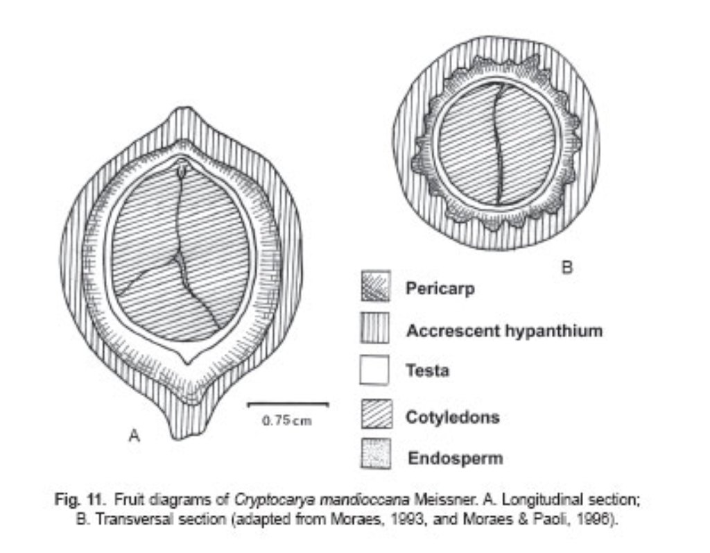 Fig. 11. Fruit diagrams of Cryptocarya mandioccana