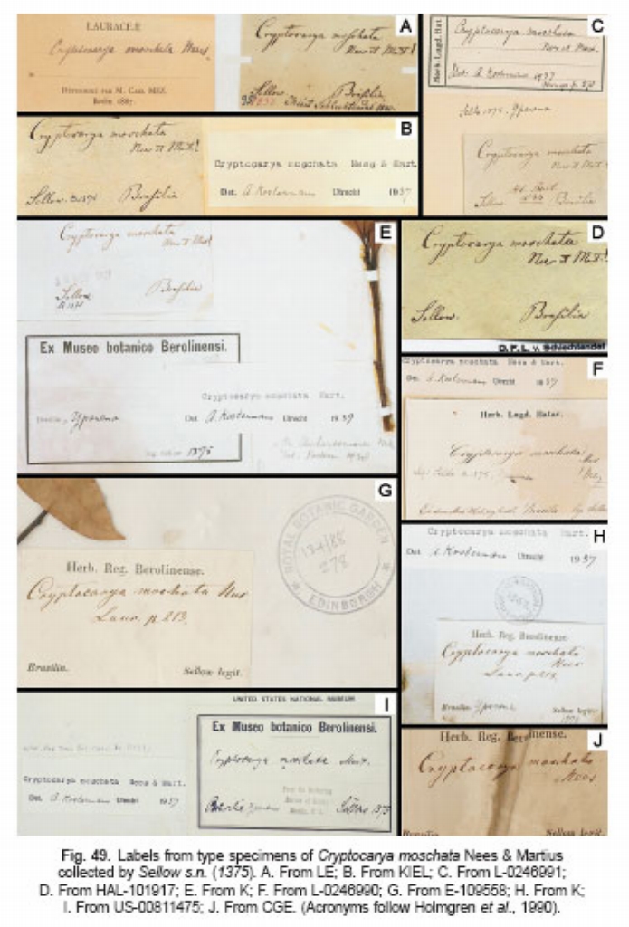 Fig. 49. Labels from type specimens of C. moschata