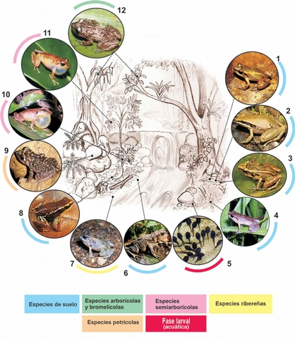 Fig. 6. Representación esquemática de la segregación ecológica en una comunidad de anfibios. Como referencia se ha escogido la localidad de Soroa (Sierra del Rosario, Pinar del Río), donde se registran 15 especies en simpatría (11 de las cuales están presentes en la figura). Las especies son: 1. Eleutherodactylus zugi (habitante de la hojarasca; los machos pueden vocalizar desde la vegetación baja); 2. E. dimidiatus (Idem.); 3. E. goini (habita la hojarasca, pero también se halla sobre el carso; los machos pueden ascender a la vegetación para vocalizar); 4. E. varleyi (habitante del suelo y la vegetación herbácea); 5. larvas de Bufo fustiger; usualmente presentes en zonas lénticas; .6. Bufo fustiger (habitante del suelo; acude a reproducir al agua; los machos vocalizan desde la orilla del río); 7. E. riparius (habitante de las márgenes del río; cuando llueve, puede adentrarse al bosque); 8. E. limbatus (habitante de la hojarasca); 9. E. zeus (especie petrícola, que también frecuenta los recintos cavernarios); 10. E. auriculatus (hábitos semiarborícolas; los huevos son puestos en el suelo, bajo la hojarasca); 11. E. eileenae (Idem.); 12. E. varians (los machos vocalizan desde las hojas y ramas, generalmente a gran altura; la reproducción ocurre, típicamente, dentro de bromelias, donde también se encuentran los refugios diurnos). (Fotos de: Chris Lukhaup, Manuel Iturriaga, Ingo Fritzsche, Angel Rojas, y Luis M. Díaz; dibujo: L.uis M. Díaz).