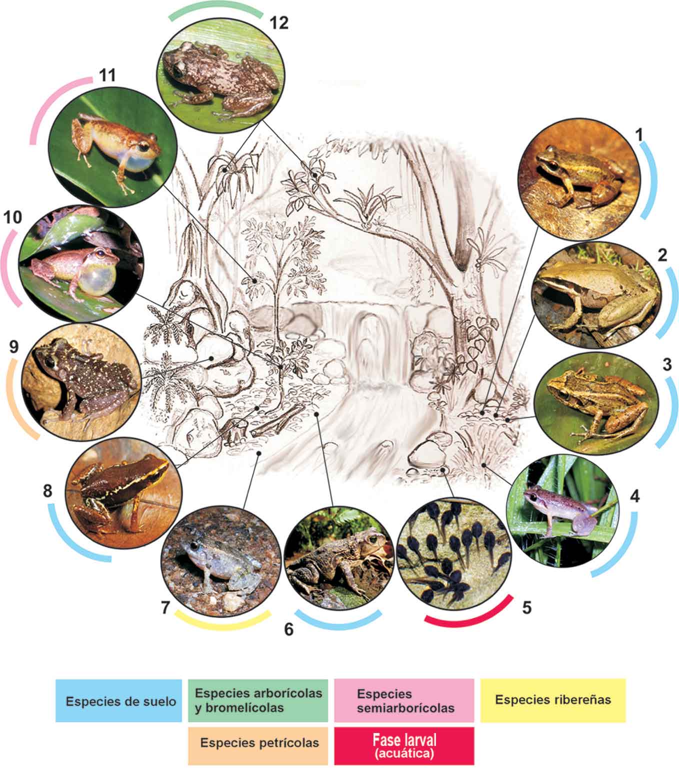Fig. 6. Representación esquemática de la segregación ecológica en una comunidad de anfibios. Como referencia se ha escogido la localidad de Soroa (Sierra del Rosario, Pinar del Río), donde se registran 15 especies en simpatría (11 de las cuales están presentes en la figura). Las especies son: 1. Eleutherodactylus zugi (habitante de la hojarasca; los machos pueden vocalizar desde la vegetación baja); 2. E. dimidiatus (Idem.); 3. E. goini (habita la hojarasca, pero también se halla sobre el carso; los machos pueden ascender a la vegetación para vocalizar); 4. E. varleyi (habitante del suelo y la vegetación herbácea); 5. larvas de Bufo fustiger; usualmente presentes en zonas lénticas; .6. Bufo fustiger (habitante del suelo; acude a reproducir al agua; los machos vocalizan desde la orilla del río); 7. E. riparius (habitante de las márgenes del río; cuando llueve, puede adentrarse al bosque); 8. E. limbatus (habitante de la hojarasca); 9. E. zeus (especie petrícola, que también frecuenta los recintos cavernarios); 10. E. auriculatus (hábitos semiarborícolas; los huevos son puestos en el suelo, bajo la hojarasca); 11. E. eileenae (Idem.); 12. E. varians (los machos vocalizan desde las hojas y ramas, generalmente a gran altura; la reproducción ocurre, típicamente, dentro de bromelias, donde también se encuentran los refugios diurnos). (Fotos de: Chris Lukhaup, Manuel Iturriaga, Ingo Fritzsche, Angel Rojas, y Luis M. Díaz; dibujo: L.uis M. Díaz). 