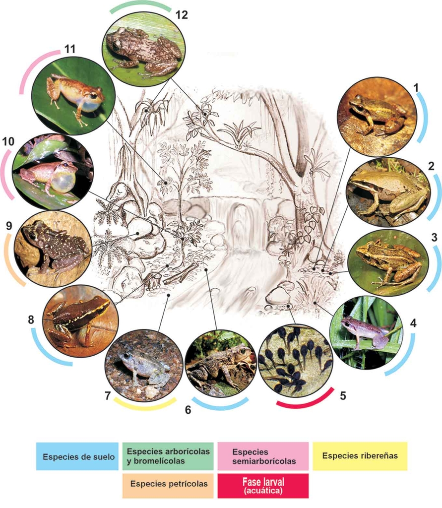 Fig. 6. Representación esquemática de la segregación ecológica en una comunidad de anfibios. Como referencia se ha escogido la localidad de Soroa (Sierra del Rosario, Pinar del Río), donde se registran 15 especies en simpatría (11 de las cuales están presentes en la figura). Las especies son: 1. Eleutherodactylus zugi (habitante de la hojarasca; los machos pueden vocalizar desde la vegetación baja); 2. E. dimidiatus (Idem.); 3. E. goini (habita la hojarasca, pero también se halla sobre el carso; los machos pueden ascender a la vegetación para vocalizar); 4. E. varleyi (habitante del suelo y la vegetación herbácea); 5. larvas de Bufo fustiger; usualmente presentes en zonas lénticas; .6. Bufo fustiger (habitante del suelo; acude a reproducir al agua; los machos vocalizan desde la orilla del río); 7. E. riparius (habitante de las márgenes del río; cuando llueve, puede adentrarse al bosque); 8. E. limbatus (habitante de la hojarasca); 9. E. zeus (especie petrícola, que también frecuenta los recintos cavernarios); 10. E. auriculatus (hábitos semiarborícolas; los huevos son puestos en el suelo, bajo la hojarasca); 11. E. eileenae (Idem.); 12. E. varians (los machos vocalizan desde las hojas y ramas, generalmente a gran altura; la reproducción ocurre, típicamente, dentro de bromelias, donde también se encuentran los refugios diurnos). (Fotos de: Chris Lukhaup, Manuel Iturriaga, Ingo Fritzsche, Angel Rojas, y Luis M. Díaz; dibujo: L.uis M. Díaz). 