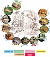 Fig. 6. Representación esquemática de la segregación ecológica en una comunidad de anfibios. Como referencia se ha escogido la localidad de Soroa (Sierra del Rosario, Pinar del Río), donde se registran 15 especies en simpatría (11 de las cuales están presentes en la figura). Las especies son: 1. Eleutherodactylus zugi (habitante de la hojarasca; los machos pueden vocalizar desde la vegetación baja); 2. E. dimidiatus (Idem.); 3. E. goini (habita la hojarasca, pero también se halla sobre el carso; los machos pueden ascender a la vegetación para vocalizar); 4. E. varleyi (habitante del suelo y la vegetación herbácea); 5. larvas de Bufo fustiger; usualmente presentes en zonas lénticas; .6. Bufo fustiger (habitante del suelo; acude a reproducir al agua; los machos vocalizan desde la orilla del río); 7. E. riparius (habitante de las márgenes del río; cuando llueve, puede adentrarse al bosque); 8. E. limbatus (habitante de la hojarasca); 9. E. zeus (especie petrícola, que también frecuenta los recintos cavernarios); 10. E. auriculatus (hábitos semiarborícolas; los huevos son puestos en el suelo, bajo la hojarasca); 11. E. eileenae (Idem.); 12. E. varians (los machos vocalizan desde las hojas y ramas, generalmente a gran altura; la reproducción ocurre, típicamente, dentro de bromelias, donde también se encuentran los refugios diurnos). (Fotos de: Chris Lukhaup, Manuel Iturriaga, Ingo Fritzsche, Angel Rojas, y Luis M. Díaz; dibujo: L.uis M. Díaz). 