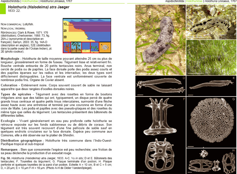 Identification sheet
