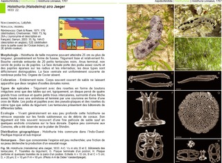 Identification sheet