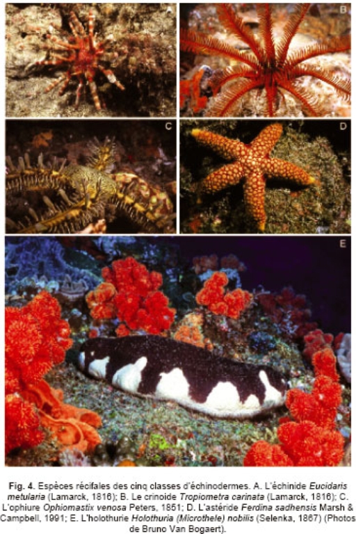 What are echinoderms?