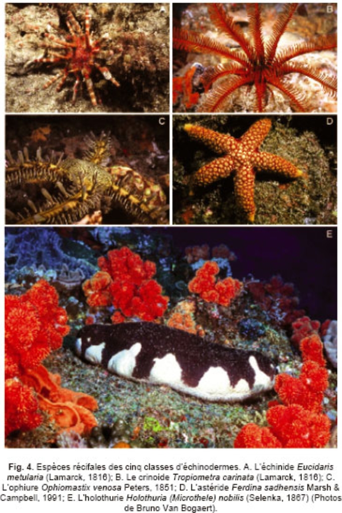 What are echinoderms?