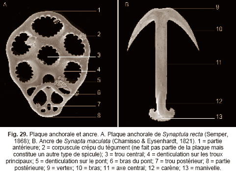 Taxonomic characters