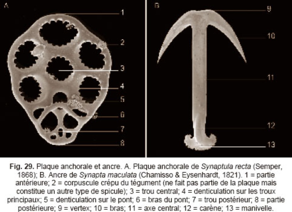 Taxonomic characters