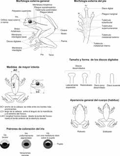Fig. 9. Características morfológicas de los anuros. (Ilustraciones: Luis M. Díaz).