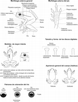 Fig. 9. Características morfológicas de los anuros. (Ilustraciones: Luis M. Díaz).