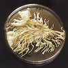 Fig. 7.1. - The spectacular macroscopic development of one of the 28,600 fungal BCCMtm-cultures (Isaria sp.)