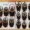 Fig. 7.4. - Goliath beetles (Goliath goliathus) stores in a hermetic box