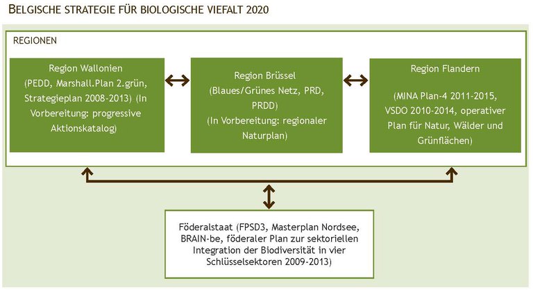 Abbildung 4. Politischer Rahmen für Biodiversität in Belgien: Zusammenhänge zwischen bestehenden verabschiedeten Plänen in Bezug auf Biodiversität auf regionaler und föderaler Ebene.