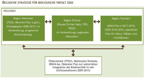 Abbildung 4. Politischer Rahmen für Biodiversität in Belgien: Zusammenhänge zwischen bestehenden verabschiedeten Plänen in Bezug auf Biodiversität auf regionaler und föderaler Ebene.