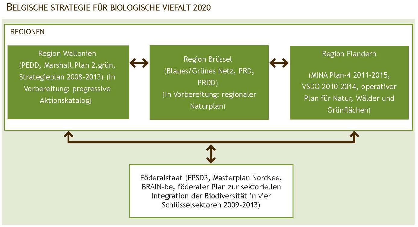Abbildung 4. Politischer Rahmen für Biodiversität in Belgien: Zusammenhänge zwischen bestehenden verabschiedeten Plänen in Bezug auf Biodiversität auf regionaler und föderaler Ebene.
