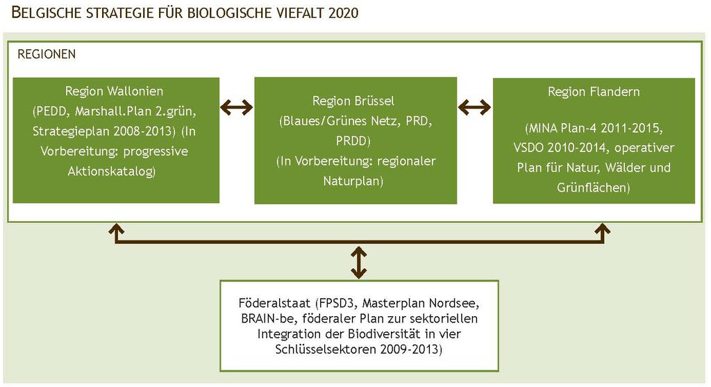 Abbildung 4. Politischer Rahmen für Biodiversität in Belgien: Zusammenhänge zwischen bestehenden verabschiedeten Plänen in Bezug auf Biodiversität auf regionaler und föderaler Ebene.