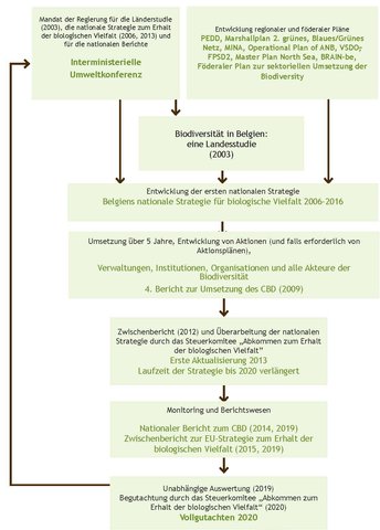 Abbildung 8. Phasen bei der Entwicklung und Umsetzung der nationalen belgischen Strategie für biologische Vielfalt.