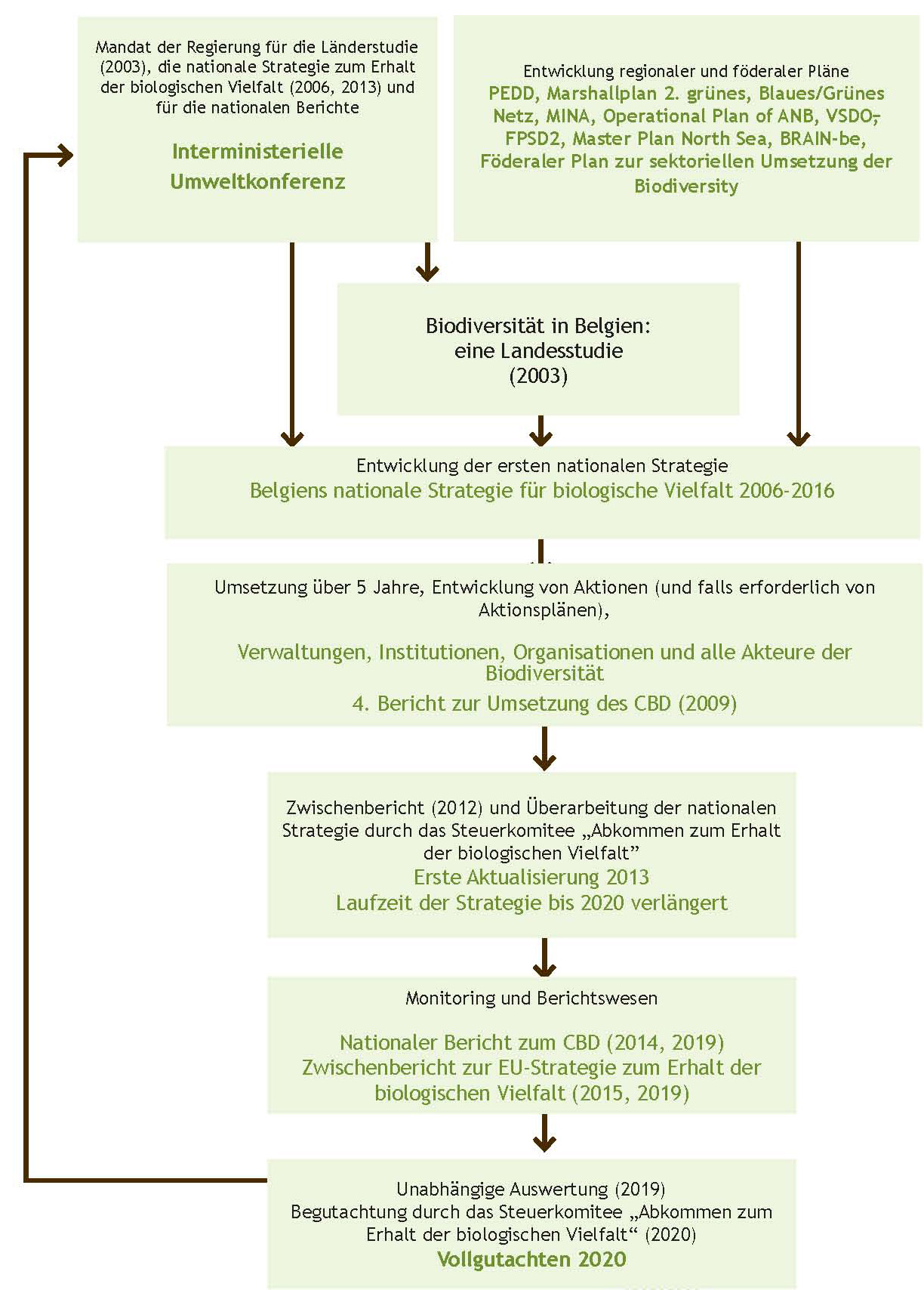 Abbildung 8. Phasen bei der Entwicklung und Umsetzung der nationalen belgischen Strategie für biologische Vielfalt. 