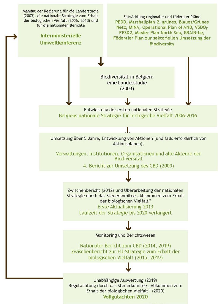 Abbildung 8. Phasen bei der Entwicklung und Umsetzung der nationalen belgischen Strategie für biologische Vielfalt. 