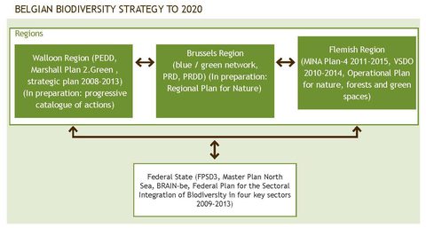 Figure 4. Political framework for biodiversity in Belgium: Interactions between existing adopted plans related to biodiversity at Regional and Federal levels.