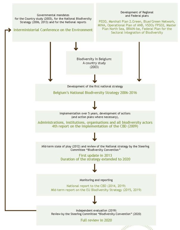 Figure 8. Steps for the development and implementation of Belgium’s National Biodiversity Strategy. 