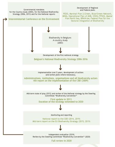 Figure 8. Steps for the development and implementation of Belgium’s National Biodiversity Strategy.