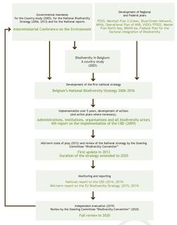 Figure 8. Steps for the development and implementation of Belgium’s National Biodiversity Strategy. 
