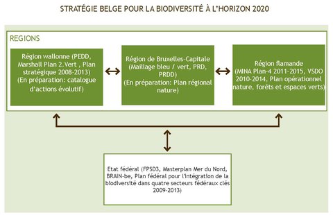 Figure 4. Cadre politique pour la biodiversité en Belgique : Interactions entre les plans existants liés à la biodiversité adoptés aux niveaux régionaux et fédéral.