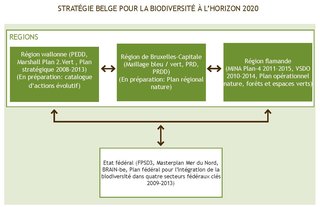 Figure 4. Cadre politique pour la biodiversité en Belgique : Interactions entre les plans existants liés à la biodiversité adoptés aux niveaux régionaux et fédéral.