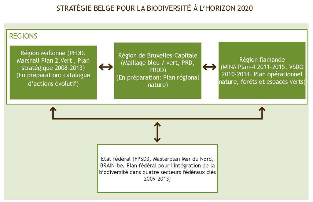 Figure 4. Cadre politique pour la biodiversité en Belgique : Interactions entre les plans existants liés à la biodiversité adoptés aux niveaux régionaux et fédéral.