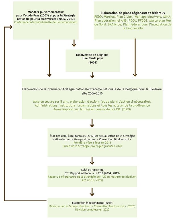 Figure 8. Étapes à franchir dans le cadre de l’élaboration et de la mise en œuvre de la Stratégie nationale de la Belgique pour la biodiversité. 