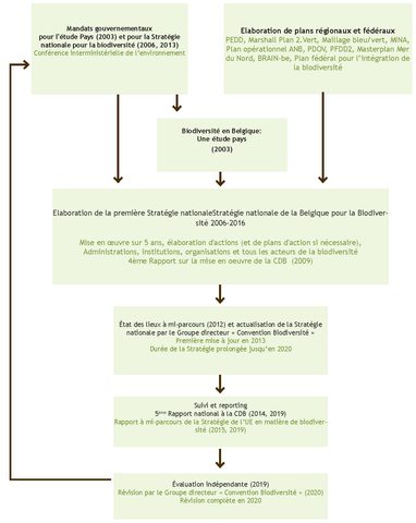 Figure 8. Étapes à franchir dans le cadre de l’élaboration et de la mise en œuvre de la Stratégie nationale de la Belgique pour la biodiversité.