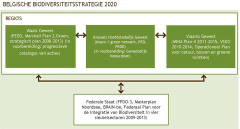 Afbeelding 4. Beleidskader voor biodiversiteit in België Links tussen bestaande goedgekeurde plannen met betrekking tot biodiversiteit op regionaal en federaal niveau.