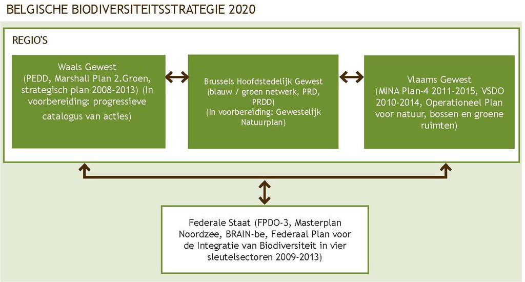 Afbeelding 4. Beleidskader voor biodiversiteit in België Links tussen bestaande goedgekeurde plannen met betrekking tot biodiversiteit op regionaal en federaal niveau.