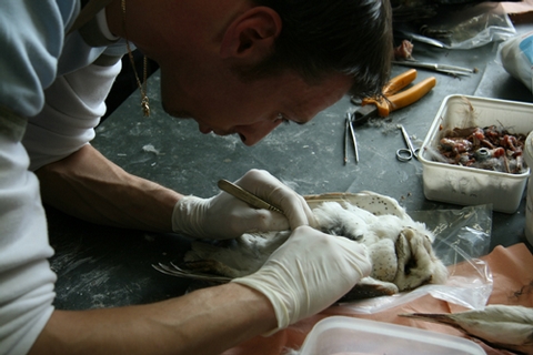 Visit behind the scenes: taxidermy