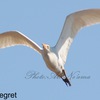 Cattle egret