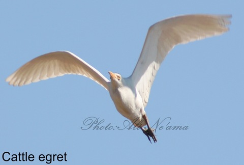 Cattle egret