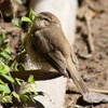 Chiffchaff 