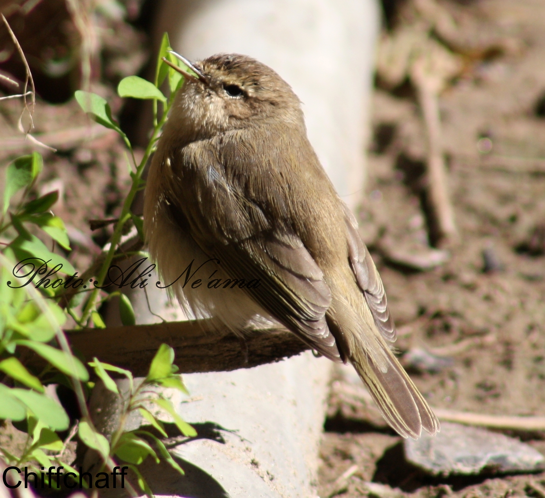 Chiffchaff 