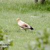 Egyptian vulture