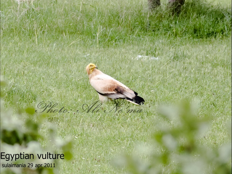 Egyptian vulture