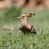 Hoopoe