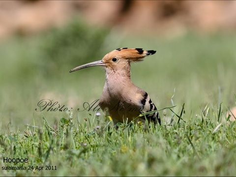 Hoopoe