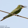 Blue-cheeked Bee-eater