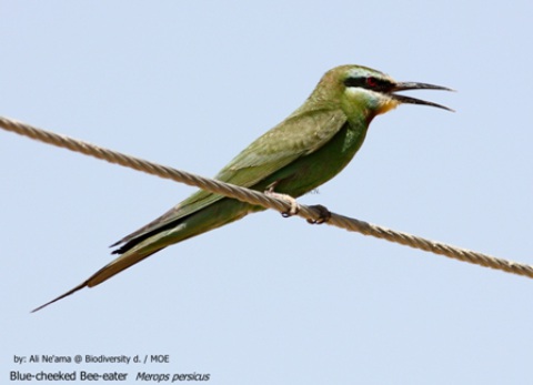 Blue-cheeked Bee-eater