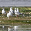 Black headed gull