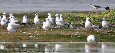 Black headed gull