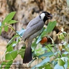 White-eared bulbul