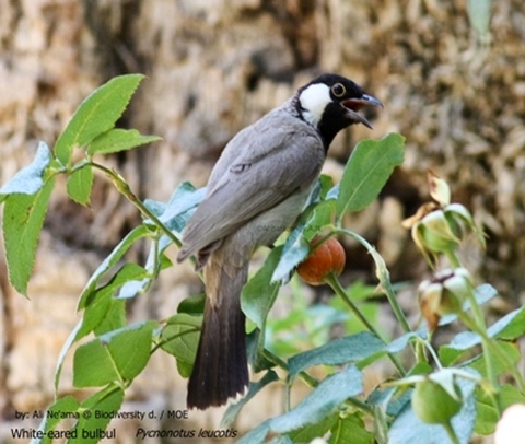 White-eared bulbul