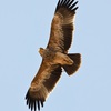 Eastern Imperial Eagle